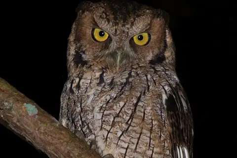 Long-tufted Screech Owl
