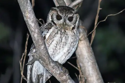 Balsas Screech Owl