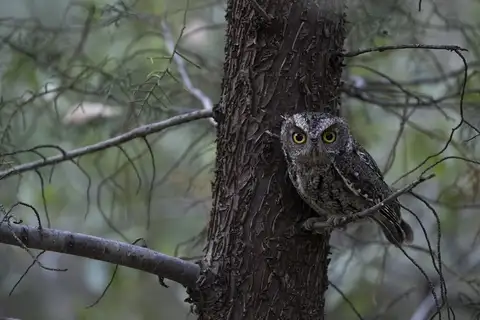 Whiskered Screech Owl