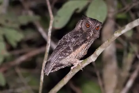 Tawny-bellied Screech Owl