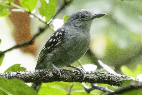 Pearly Antshrike