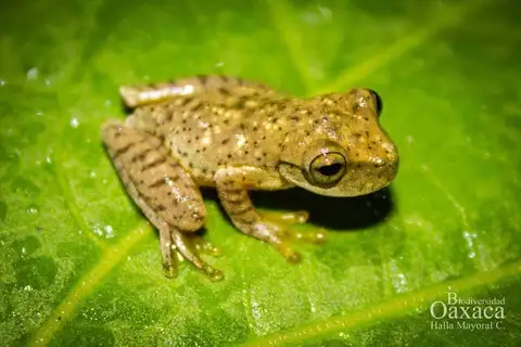 Mixe Tree Frog