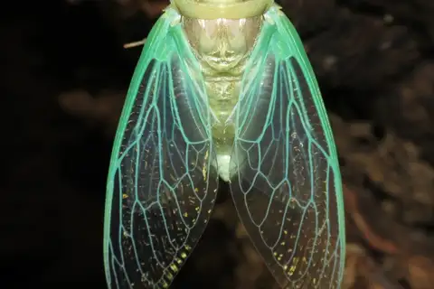 Grand Western Flood Plain Cicada