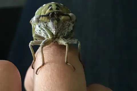 Plains Cicada