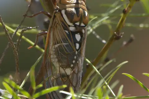 Bush Cicada