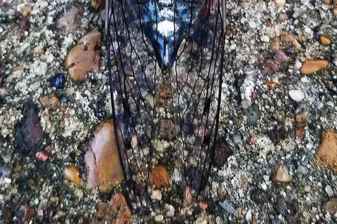 Fall Southeastern Dusk-singing Cicada