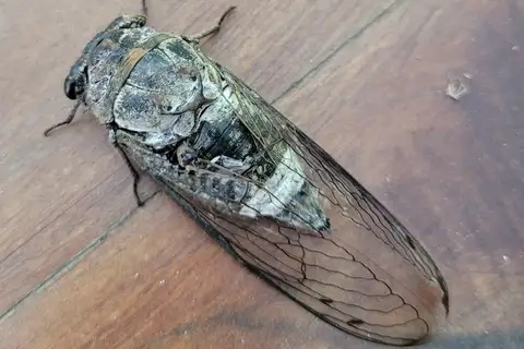 Northern Dusk-singing Cicada