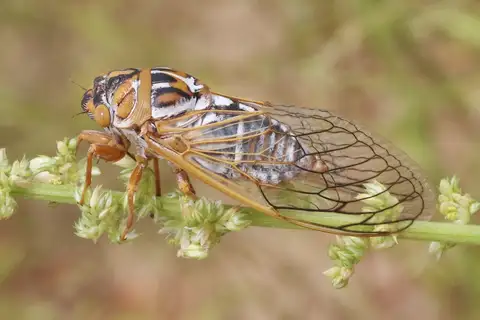 Great Mescalero Cicada