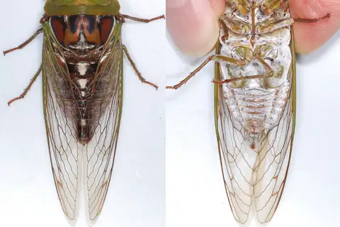 Walker's Annual Cicada