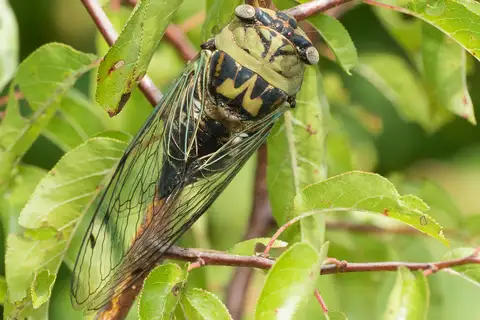 Resh Cicada