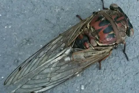 Resonant Cicada
