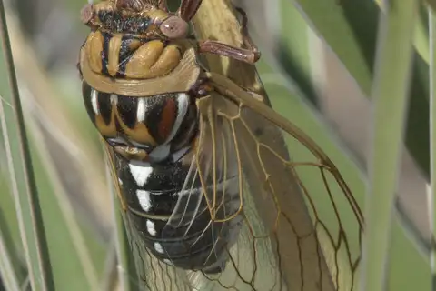 Cole's Bush Cicada