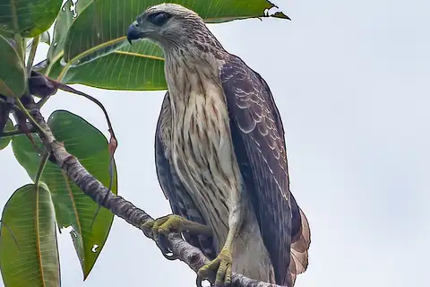 Doria's Hawk