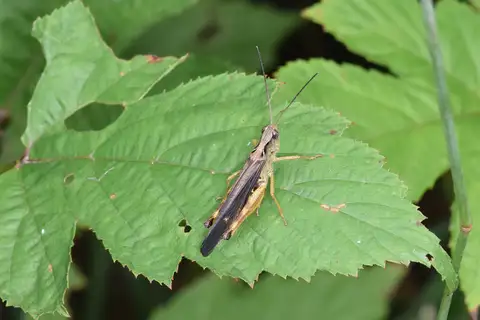 Megaulacobothrus aethalinus