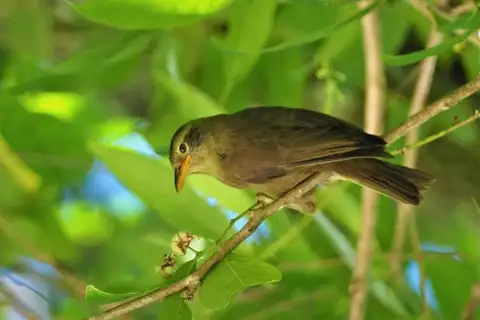 Giant White-eye