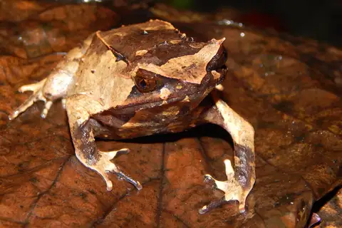 Javan Horned Frog