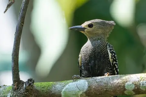 Buff-rumped Woodpecker