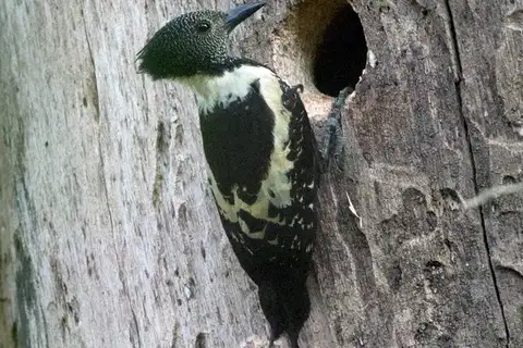 Black-and-buff Woodpecker