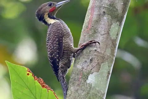 Buff-necked Woodpecker