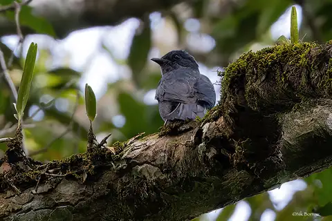 Nimba Flycatcher