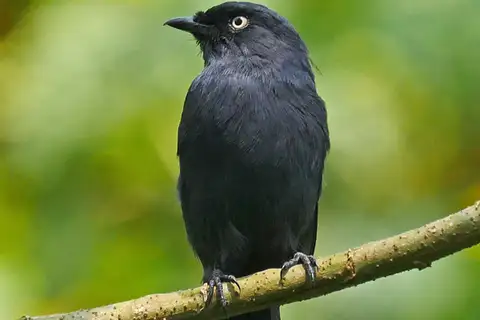 Yellow-eyed Black Flycatcher