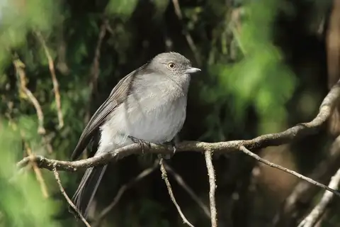 Abyssinian Slaty Flycatcher
