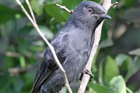 Northern Black Flycatcher