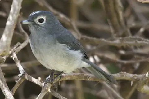 White-eyed Slaty Flycatcher