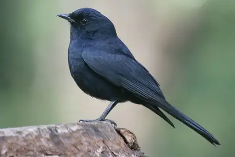 Southern Black Flycatcher
