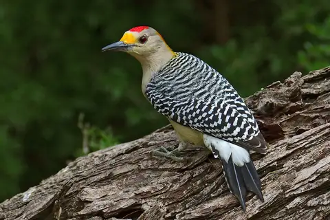 Golden-fronted Woodpecker