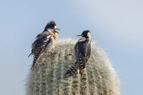 White-fronted Woodpecker