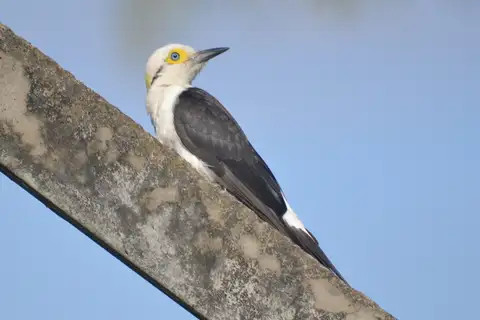 White Woodpecker