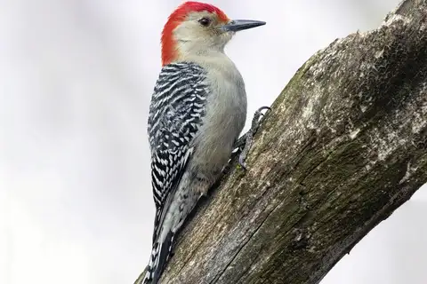 Red-bellied Woodpecker