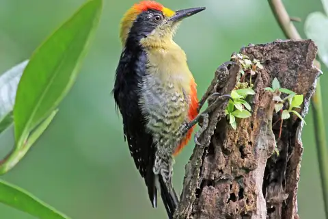 Golden-naped Woodpecker