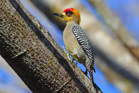 Golden-cheeked Woodpecker
