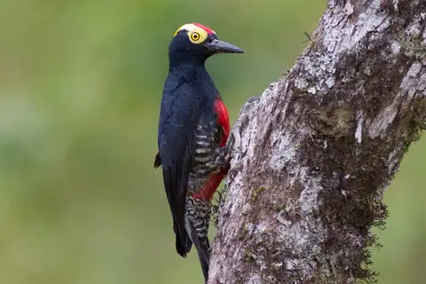 Yellow-tufted Woodpecker