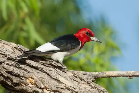 Red-headed Woodpecker
