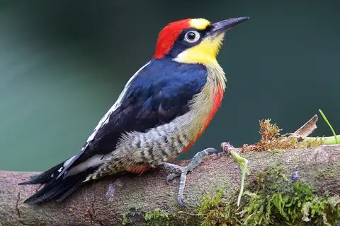 Yellow-fronted Woodpecker