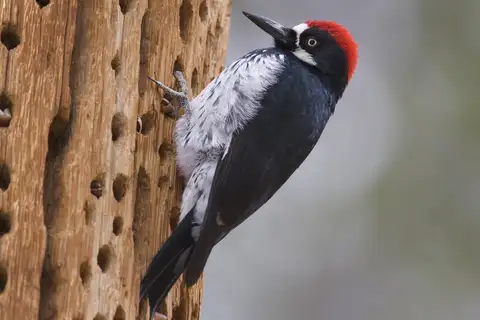 Acorn Woodpecker