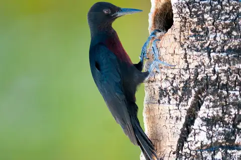 Guadeloupe Woodpecker
