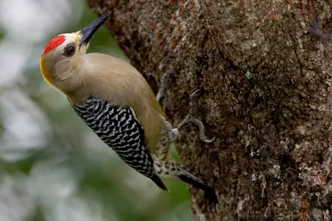 Hoffmann's Woodpecker
