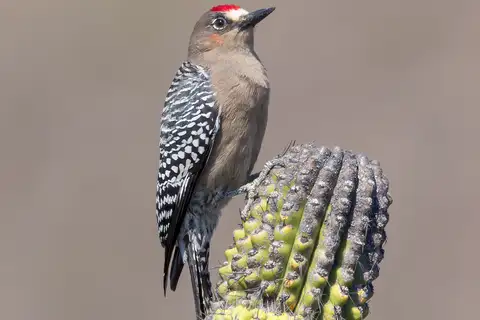 Grey-breasted Woodpecker