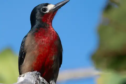 Puerto Rican Woodpecker