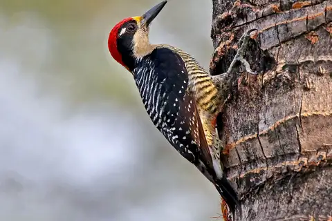 Black-cheeked Woodpecker