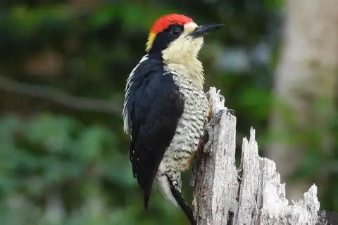 Beautiful Woodpecker
