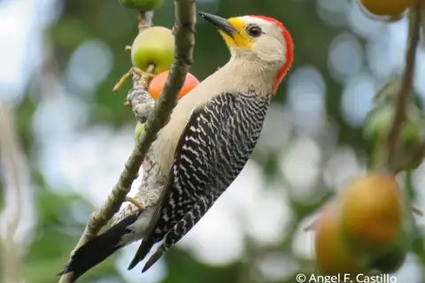 Yucatan Woodpecker
