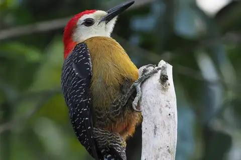 Jamaican Woodpecker
