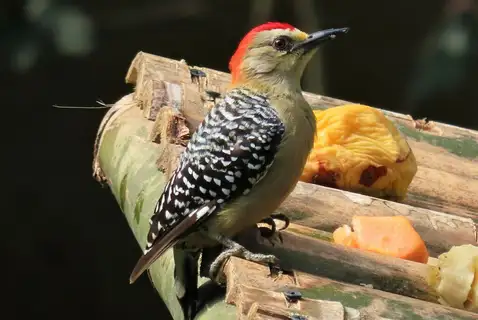 Red-crowned Woodpecker