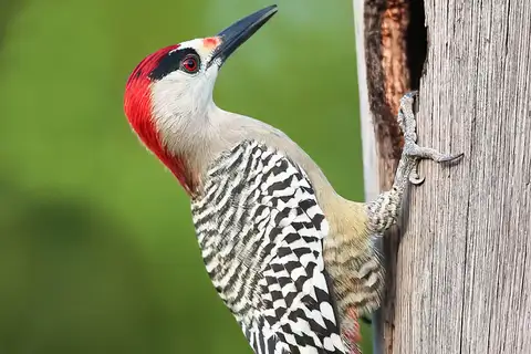 West Indian Woodpecker