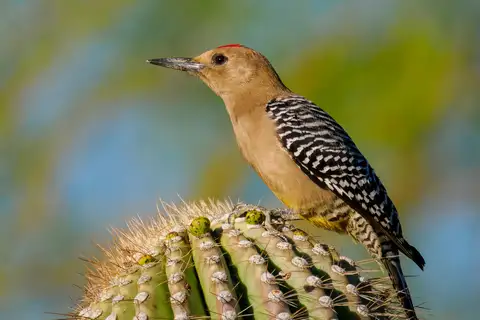 Gila Woodpecker